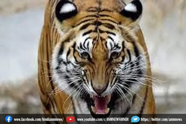 बाघ के हमले में दो लोगों की दर्दनाक मौत