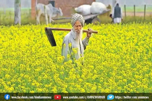 कृषि: रबी सीजन में गेहूं का रकबा घटा तो सरसों का 22 फीसदी बढ़ गया