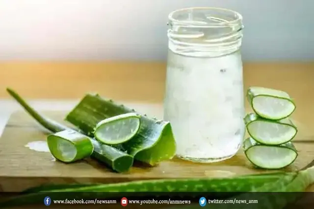 पोषक तत्व का भंडार है एलोवेरा