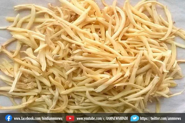 बाजार से खरीद कर ना करें मूसली का सेवन