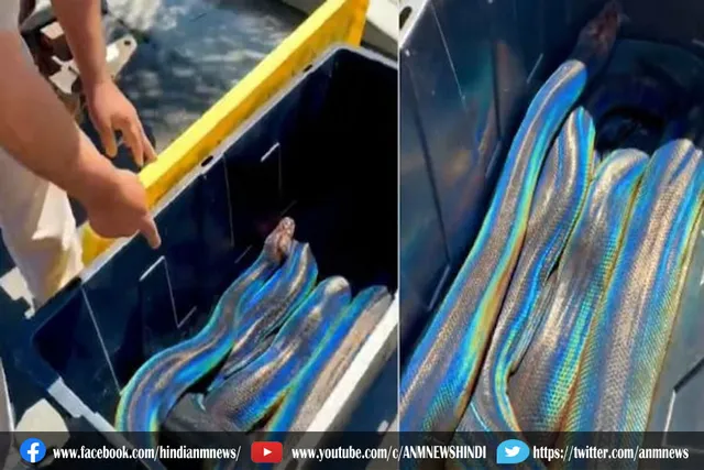 अविश्वसनीय वीडियो, कभी नहीं देखा ऐसा रेनबो अजगर