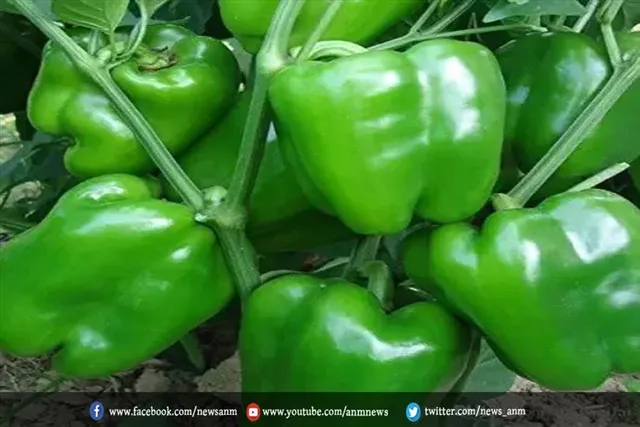 ज्यादा स्वाद के लिए बनाए पनीर के साथ शिमला मिर्च