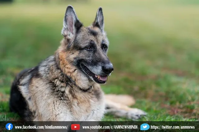 अमेरिकी राष्ट्रपति जो बाइडन के कुत्ते Champ ने तोड़ा दम