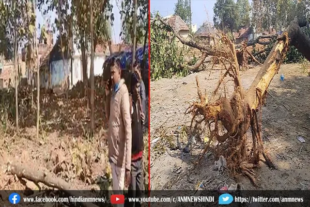 दिन के उज्जाले में जेसीबी लगा कर उखाड़ लिया गया 20 पेड़, वन अधिकारी बेखबर