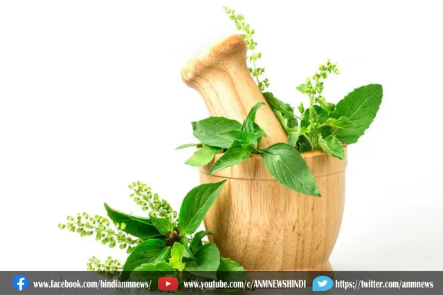 जानिए तुलसी के 5 बेहतरीन फायदे