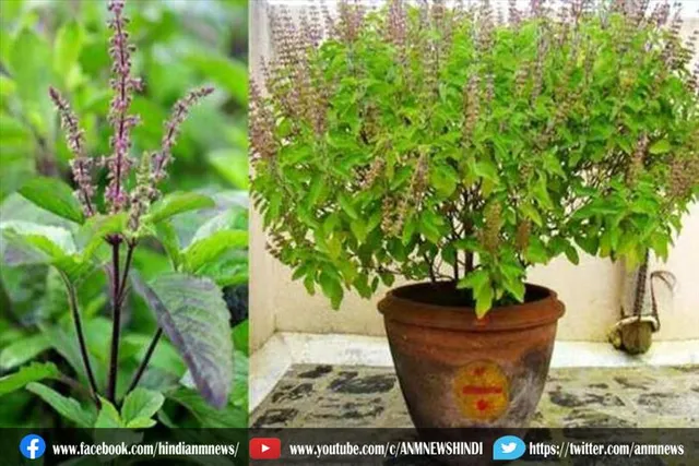 तुलसी के आसपास कभी भी नहीं रखी जाती हैं ये वस्तुएं