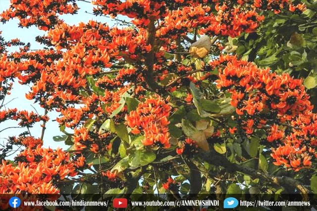 जानिए किस के उपयोग मूत्र प्रवाह नियंत्रित और पेशाब जलन कम करती है