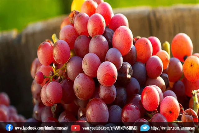 लाल अंगूर खाने से होने वाले कई फायदे