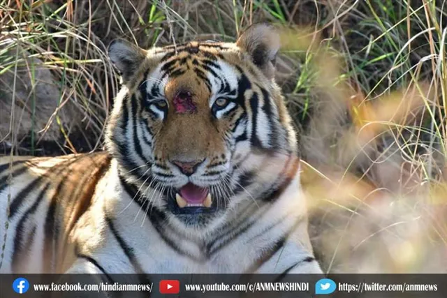 दिखा रॉयल बंगाल टाइगर