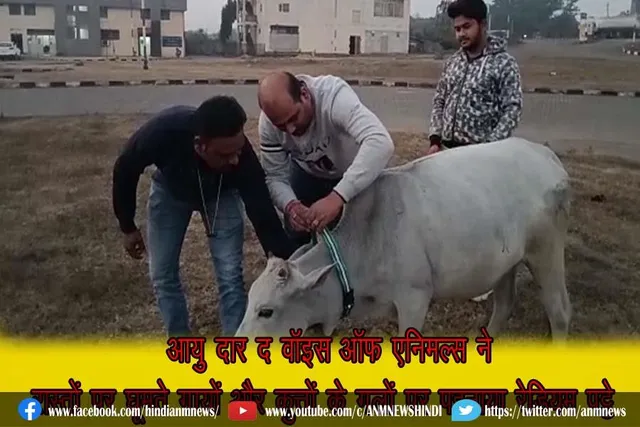 आयु दार द वॉइस ऑफ एनिमल्स ने रास्तों पर घूमते गायों और कुत्तों के गलों पर पहनाया रेडियम पट्टे