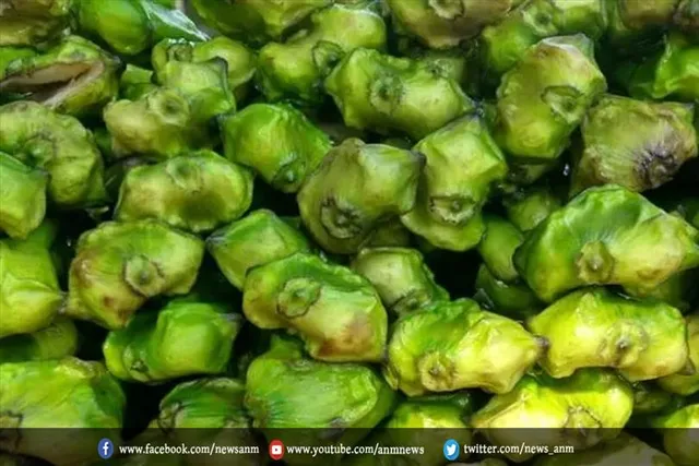 जानिए कच्चा सिंघाड़ा खाने का फायदा