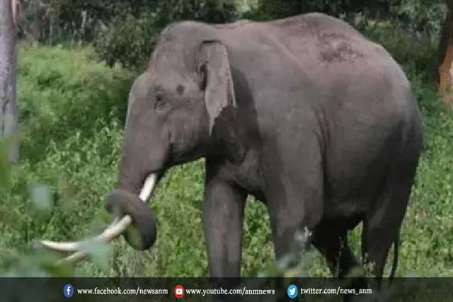 हाथियों ने ली एक युवक की जान, दहशत में पूरा गांव