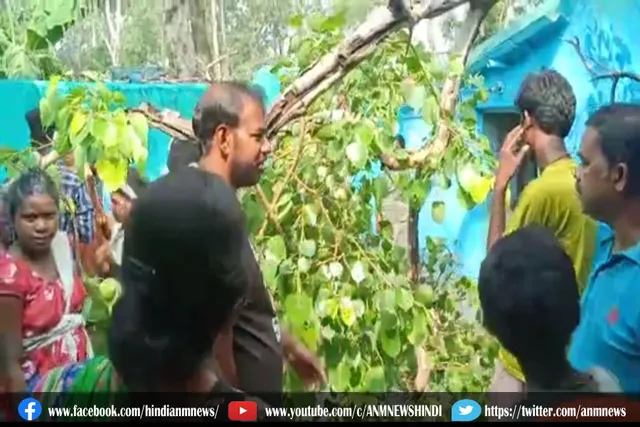 लगातार हो रही बारिश के कारण घर में विशाल पीपल का पेड़ गिर गया