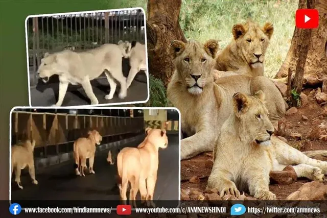 शेरों का परिवार गुजरात की सड़कों पर