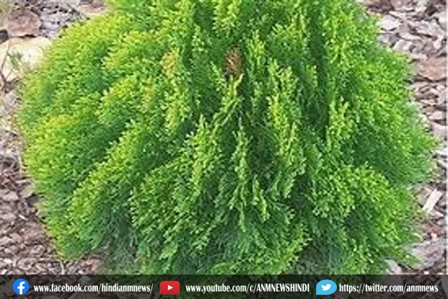 बसंत पंचमी के शुभ अवसर पर घर में लगाए ये पौधा