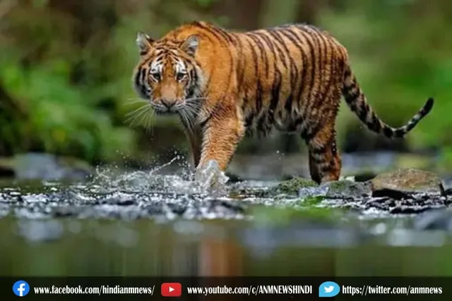आज है अंतर्राष्ट्रीय बाघ दिवस
