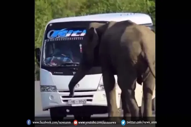 हाथी ने रुकवाई यात्री बस