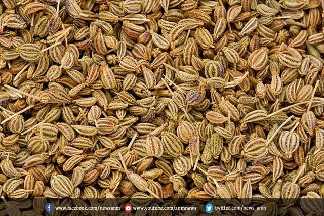 ठंड के दिनों में अजवाइन का सेवन अधिक फायदेमंद होता है