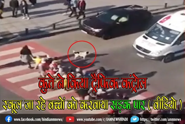 कुत्ते ने किया ट्रैफिक कंट्रोल, स्कूल जा रहे बच्चों को करवाया सड़क पार ( वीडियो )