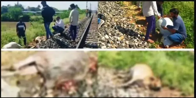 ट्रैन की चपेट में आने से 16 गायों की मौत