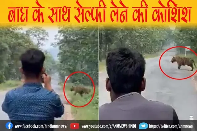 VIDEO : बाघ के साथ सेल्फी लेने की कोशिश, उसके बाद जो हुआ