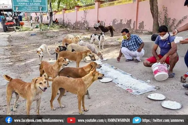 यूपी में 20 स्ट्रीट डॉग्स को जहर, एफआईआर दर्ज