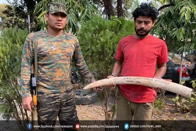 हाथीदांत का अवैध व्यापार, एक गिरफ्तार