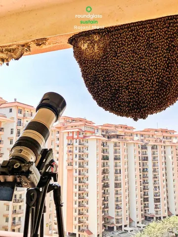 In Pics: What Makes Rock Bees in Your Bengaluru Balcony So Important?