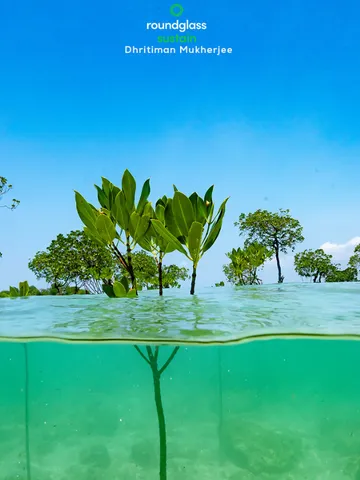 Inside the Forests That Saved Lives in the 2004 Tsunami & Still Guard India’s Shores Today