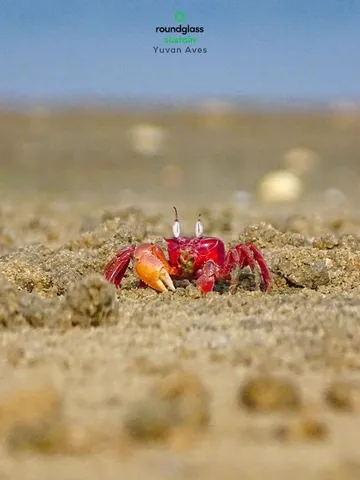 How Ghost Crabs Are Keeping Chennai’s Elliot’s Beach Spotless