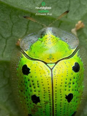 Meet the Beetle That Shines Like Gold and Changes Colour to Outsmart Predators