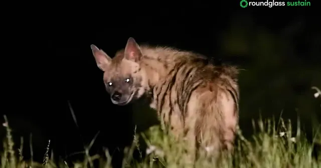 The Hyenas Saving an Entire Grassland Ecosystem by Clearing Carcasses Before They Spread Disease