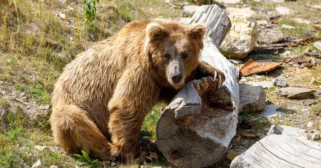 In the Heart of Zanskar, Humans and Himalayan Brown Bears Learn To Share a Fragile Home