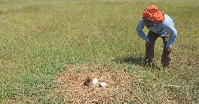 How UP’s Farmers Are Reviving the Population of the World’s Tallest Flying Bird