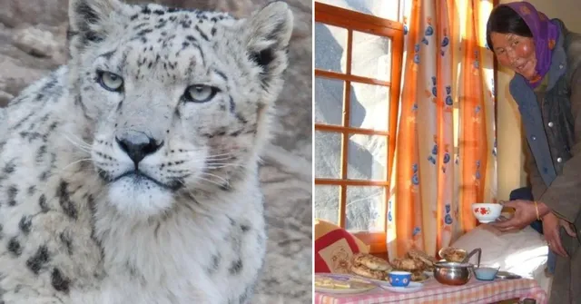 How Ladakh Homestays Are Helping Locals Protect Snow Leopards and Their Habitat