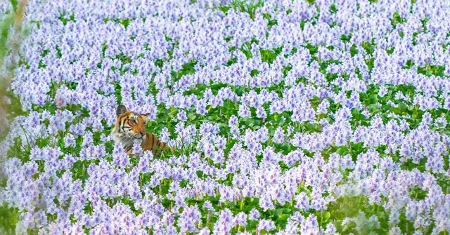 In Pics: 12 Rare & Stunning Shots Captured By Wildlife Photographers Across the World