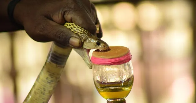 How This Tamil Nadu Tribal Community Has Made a Business Out of Snake Venom