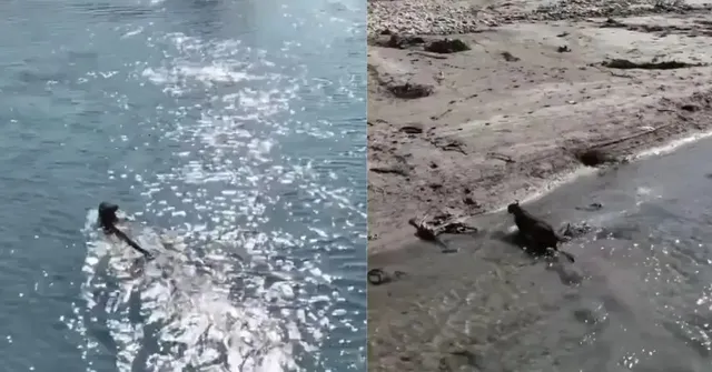 How India's Forest Rangers Are Using Micro-Drones to Rethink Leopard Conservation