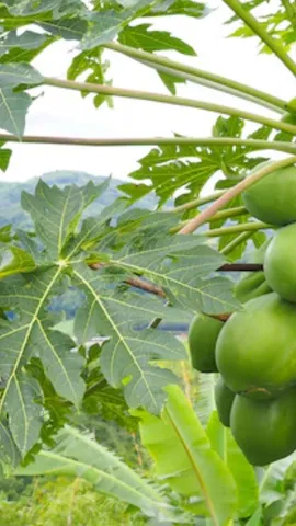 बासी मुंह पपीते के पत्ते खाने के 7 फायदे
