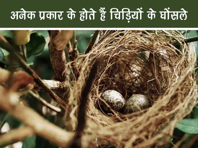 Bird Nest with eggs