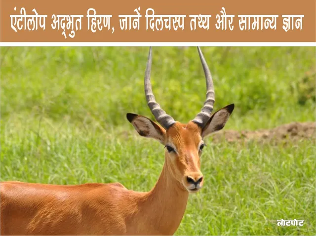 Antelope Amazing deer of wildlife know interesting facts and general knowledge