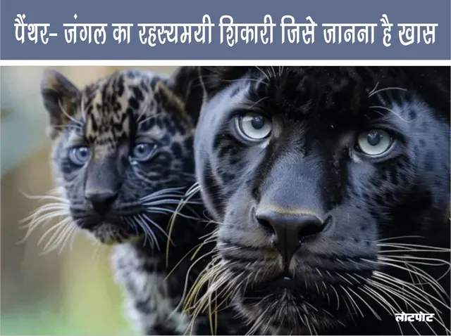 Panther The mysterious hunter of the forest who is special to know