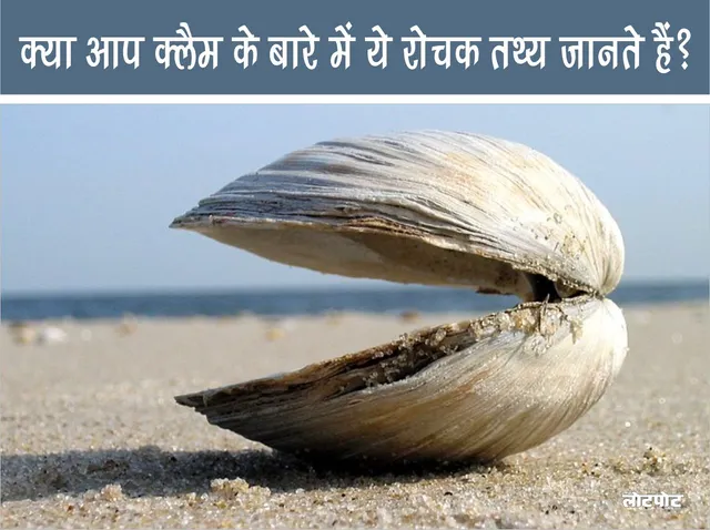 Did you know these interesting facts about clams