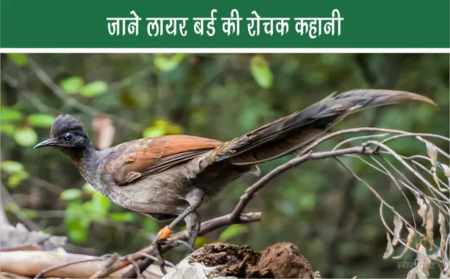 Know the interesting story of Liar Bird