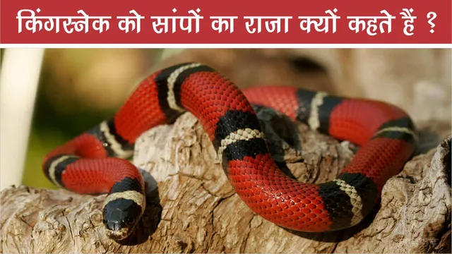 Why is Kingsnake called the king of snakes