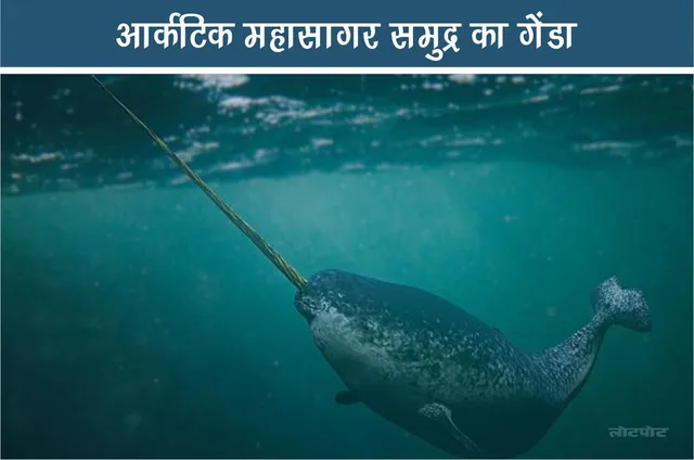 Narwhal Arctic Ocean Unicorn of the Sea