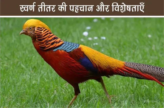 Jungle World Identification and characteristics of the Golden Pheasant