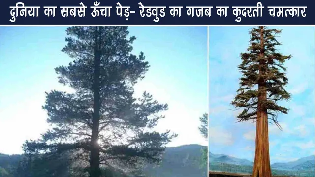 The World's Tallest Tree The Amazing Natural Miracle of the Redwood