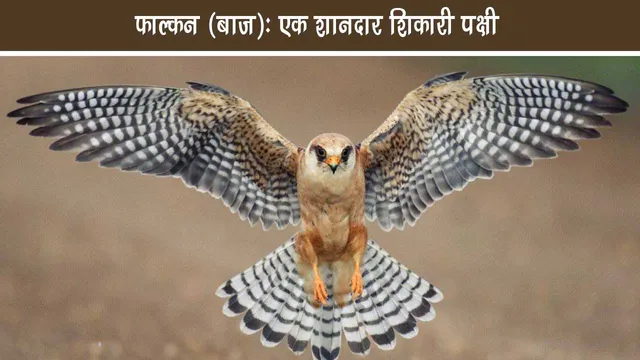 Falcon eagle Complete information of a magnificent hunter bird