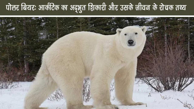 Polar Bear Arctic Amazing Predator